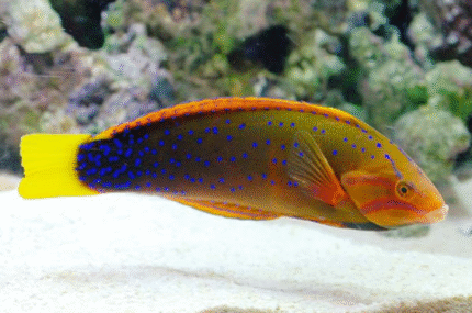 Amphiprion Polymnus "Saddleback Clown"