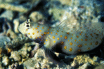 Amblyeleotris Guttata "Orange Spotted Prawn Goby" - Image 2