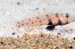 Amblyeleotris Guttata "Orange Spotted Prawn Goby"