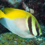 Siganus Virgatus "Barred Rabbitfish"
