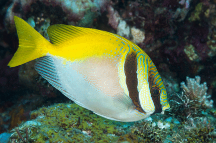 Siganus Virgatus "Barred Rabbitfish"