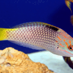 Halichoeres Hortulanus "Marble Wrasse"