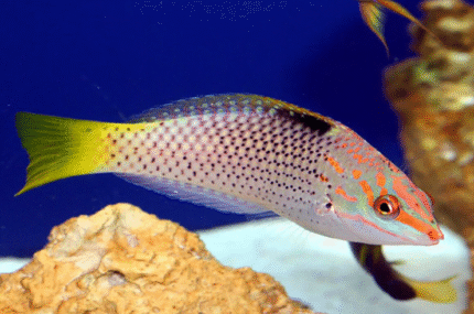 Halichoeres Hortulanus "Marble Wrasse"