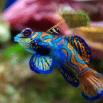 Pterosynchiropus Splendidus "Mandarin Fish" M