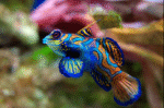 Pterosynchiropus Splendidus "Mandarin Fish" M