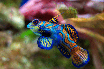 Pterosynchiropus Splendidus "Mandarin Fish" M