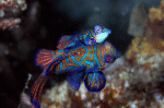 Pterosynchiropus Splendidus "Mandarin Fish" M - Image 3