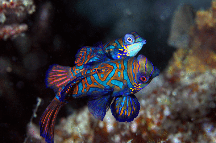 Pterosynchiropus Splendidus "Mandarin Fish" M - Image 3