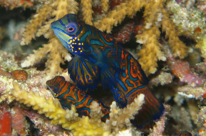 Pterosynchiropus Splendidus "Mandarin Fish" M - Image 2