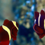 Premnas Biaculeatus "Gold Striped Maroon"