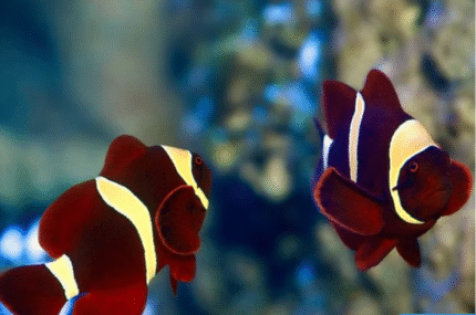 Premnas Biaculeatus "Gold Striped Maroon"
