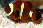 Premnas Biaculeatus "Gold Striped Maroon" - Image 2
