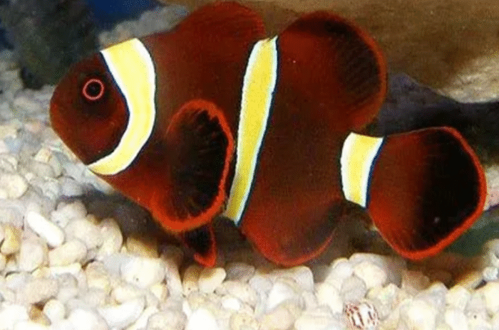 Premnas Biaculeatus "Gold Striped Maroon" - Image 2