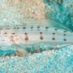 Valenciennea Longipinnis "Occelated Gudgeon"