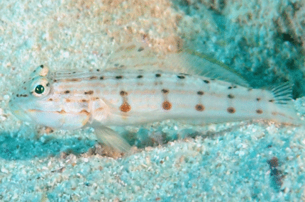 Valenciennea Longipinnis "Occelated Gudgeon"