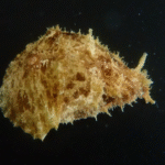 Dolabrifera dolabrifera "Sea Hare Nudibranch"
