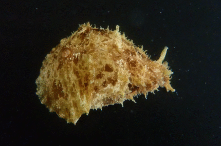 Dolabrifera dolabrifera "Sea Hare Nudibranch"