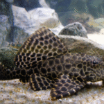 Pterygoplichthys gibbiceps " Hi-fin pleco"