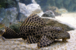 Pterygoplichthys gibbiceps " Hi-fin pleco"