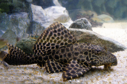 Pterygoplichthys gibbiceps " Hi-fin pleco"