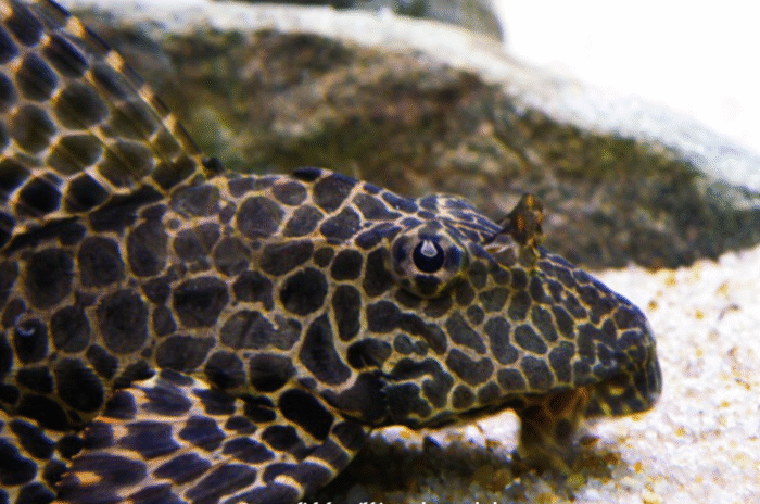 Pterygoplichthys gibbiceps " Hi-fin pleco" - Image 2