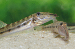 Acantopsis choirorhynchos "Longnose loach (Horse face)"