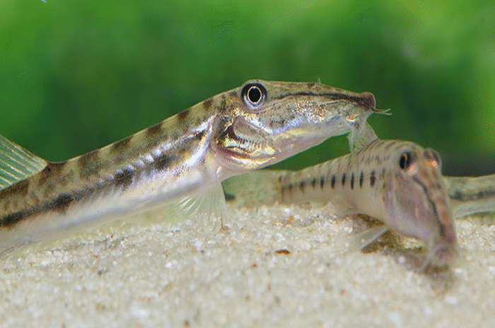 Acantopsis choirorhynchos "Longnose loach (Horse face)"