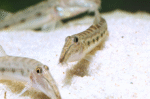 Acantopsis choirorhynchos "Longnose loach (Horse face)" - Image 3