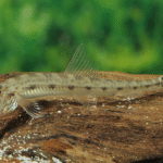 Acantopsis choirorhynchos "Longnose loach (Horse face)"