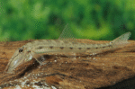 Acantopsis choirorhynchos "Longnose loach (Horse face)"