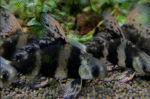 Myxocyprinus asiaticus "Hi fin loach"