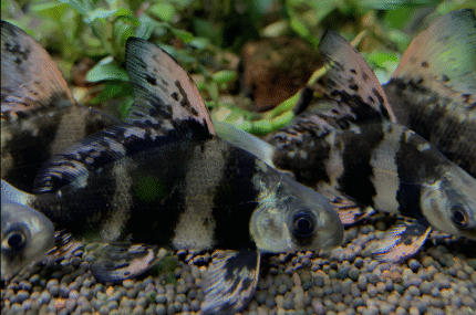 Myxocyprinus asiaticus "Hi fin loach"