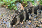Myxocyprinus asiaticus "Hi fin loach" - Image 2