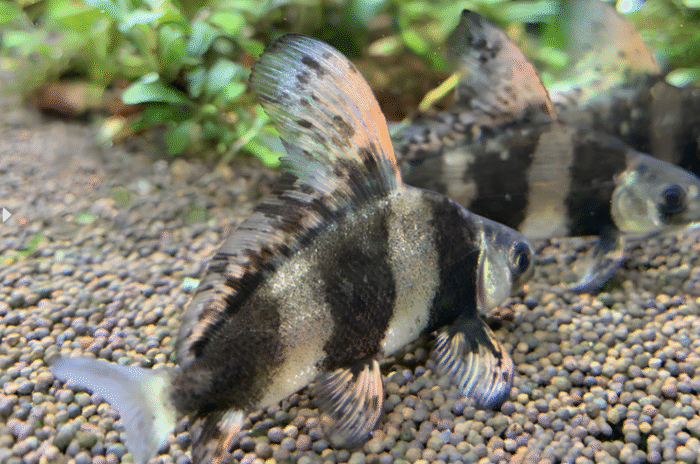 Myxocyprinus asiaticus "Hi fin loach" - Image 2