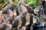 Myxocyprinus asiaticus "Hi fin loach" - Image 3