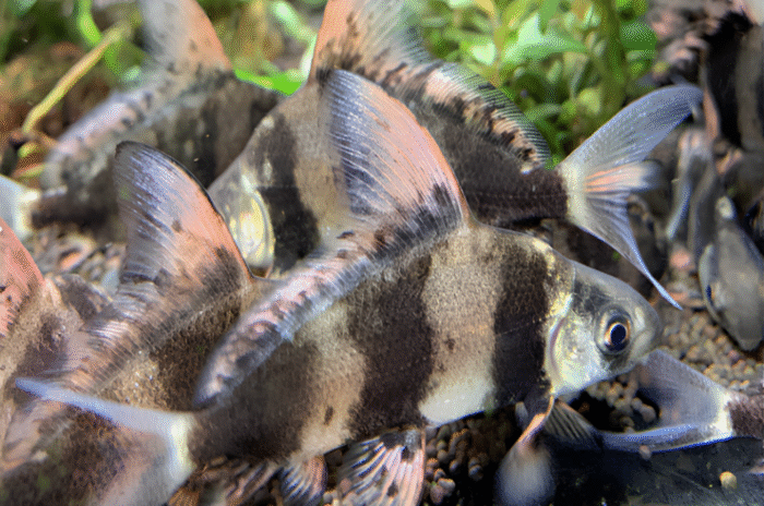 Myxocyprinus asiaticus "Hi fin loach" - Image 3