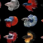 Betta Splendens Mix