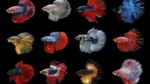 Betta Splendens Mix