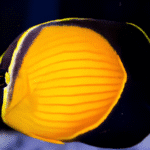 Chaetodon Melapterus "Arabian Butterflyfish"