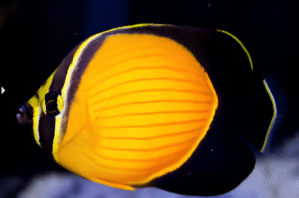 Chaetodon Melapterus "Arabian Butterflyfish"