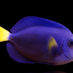 Zebrasoma Xanthurum "Purple tang"