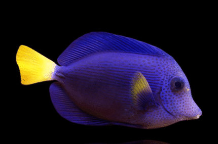 Zebrasoma Xanthurum "Purple tang"