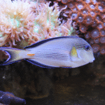 Acanthurus sohal "Sohal surgeonfish"