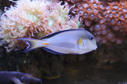 Acanthurus sohal "Sohal surgeonfish"