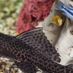 Hypostomus plecostomus "Common Plecostomus"