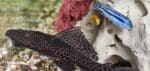 Gastromyzon Mix - Image 3