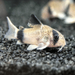 Corydoras Panda