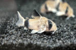 Corydoras Panda