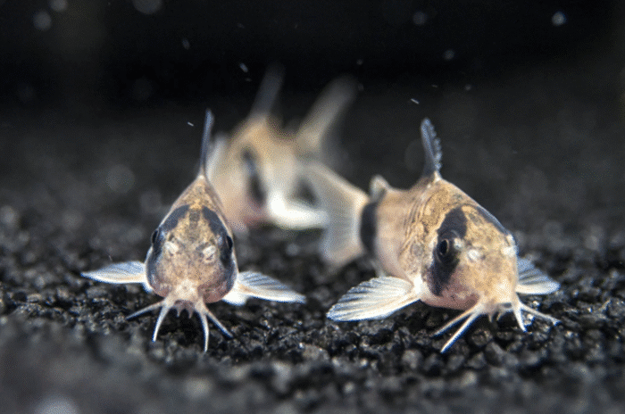 Corydoras Panda - Image 2