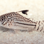 Corydoras julii